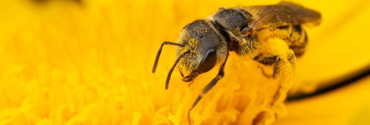 A solitary bee covered in pollen, on a bright yellow flower. Image from Insects Unlocked, UT Austin